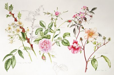 Various Roses, 1999 by Alison Cooper